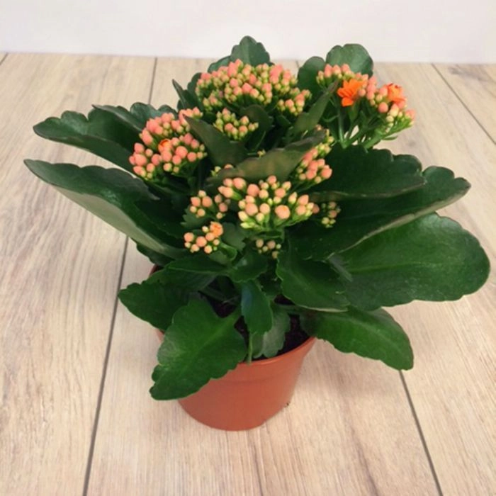 Kalanchoe