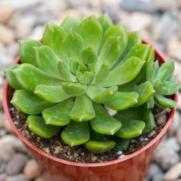 Daş gül(echeveria)
