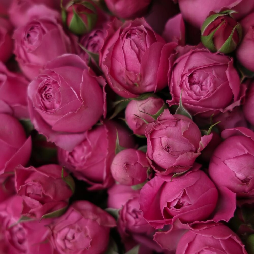 Kustavoy pion rozalar