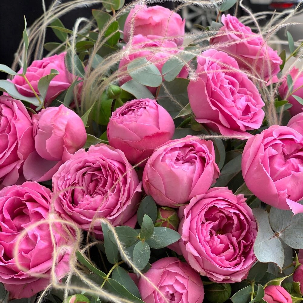 Piona bənzər rozalar