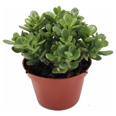 Krasula (pul ağacı)