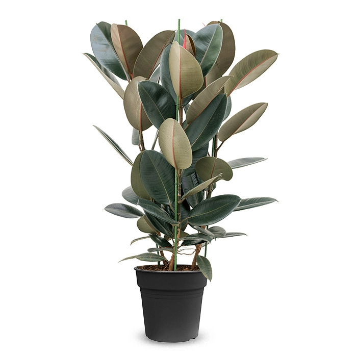 Ficus Bitki
