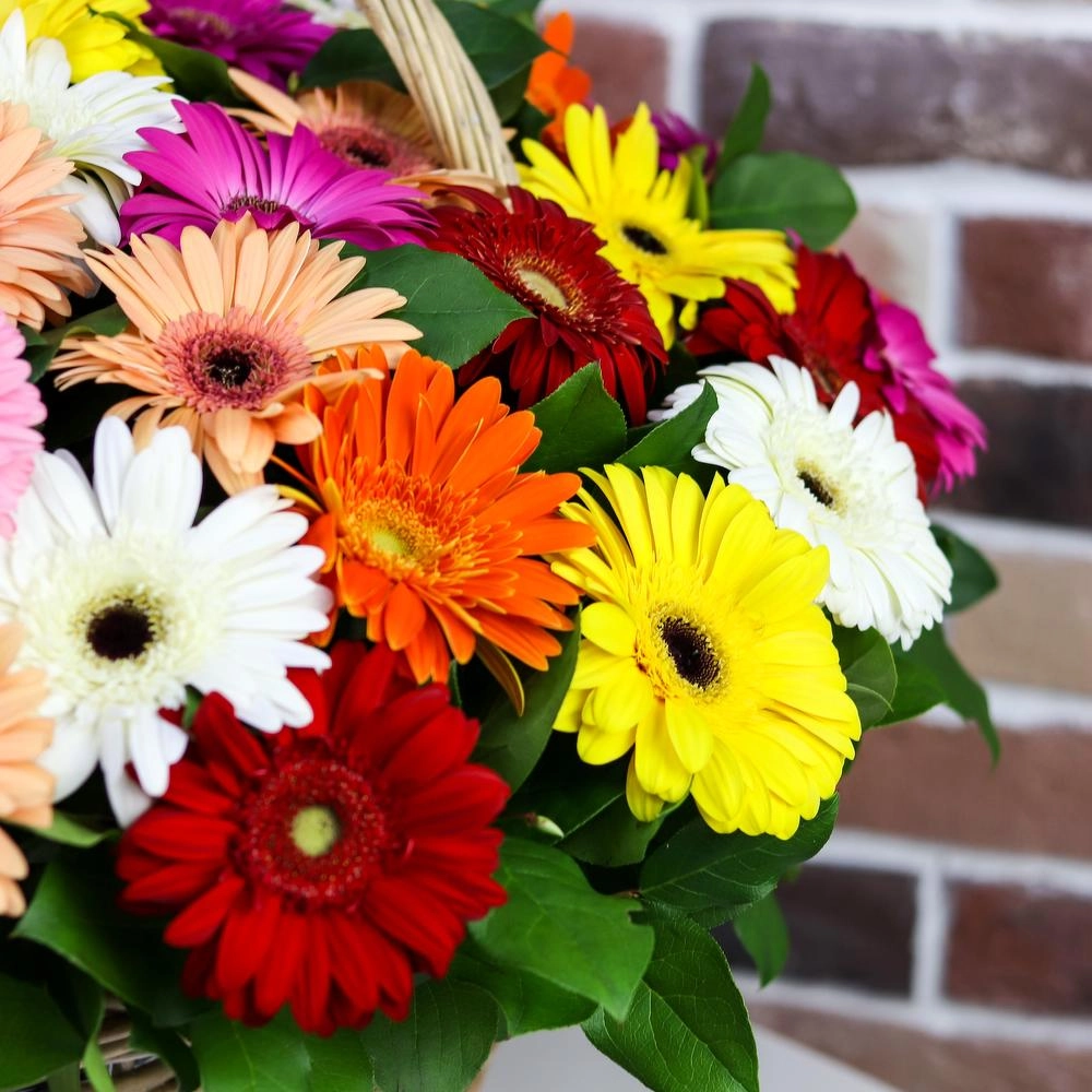Gerbera səbəti 8 mart - Image 3