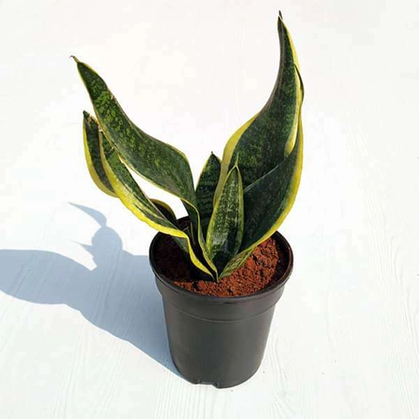 Sansevieria mini Bitki