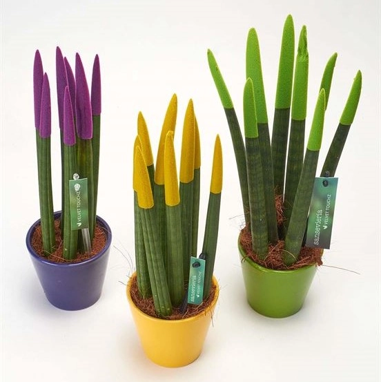 Sansevieria rəngli Bitki